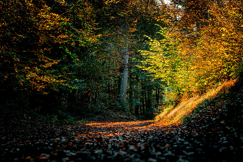 Autumn