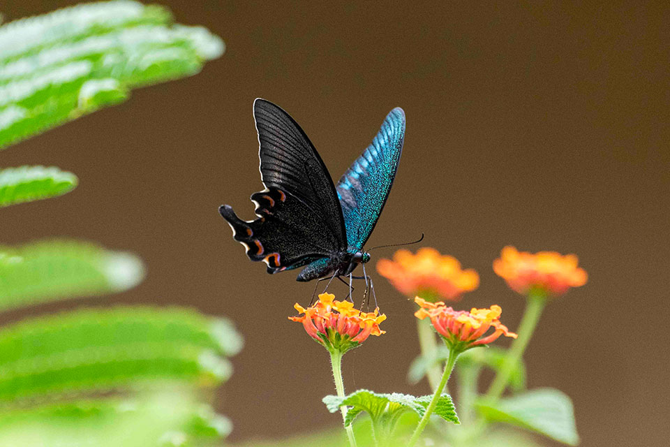 Butterfly flower