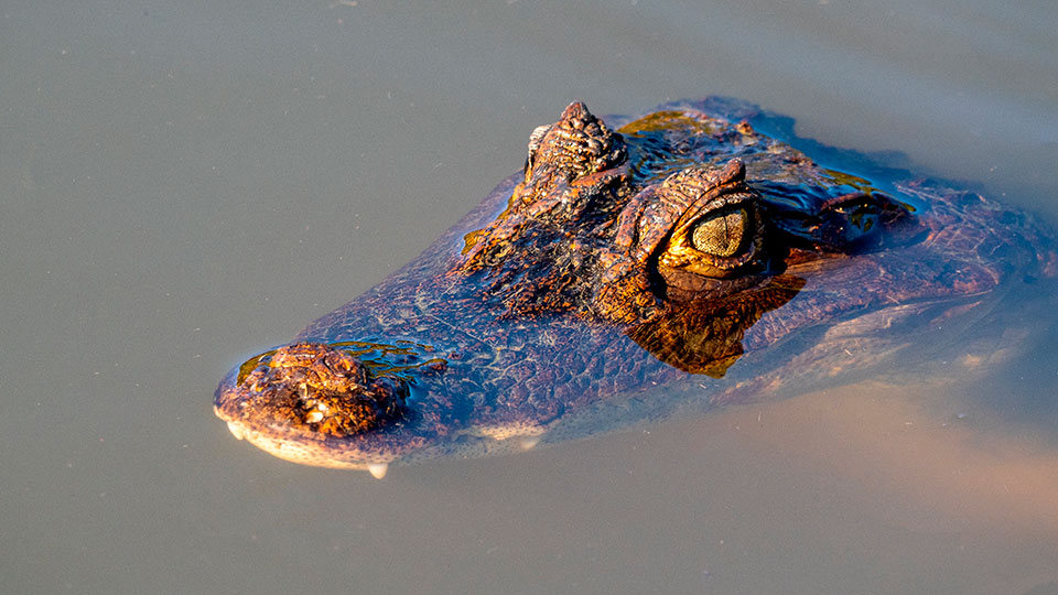 Cayman