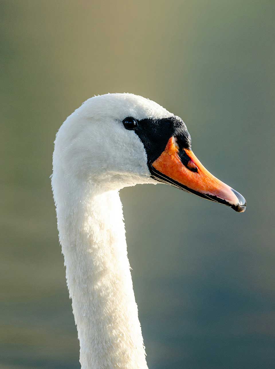 Cisne