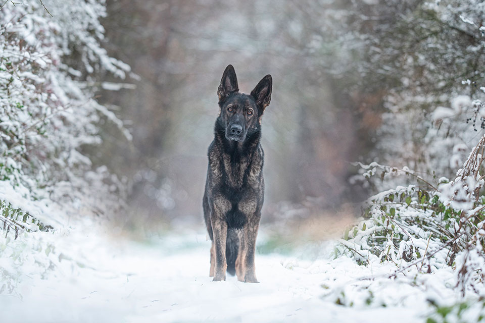 Dog