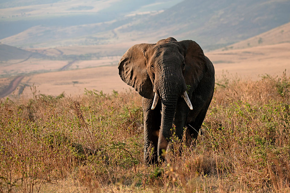 Elephant