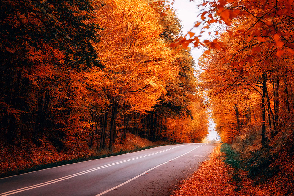 Forest red