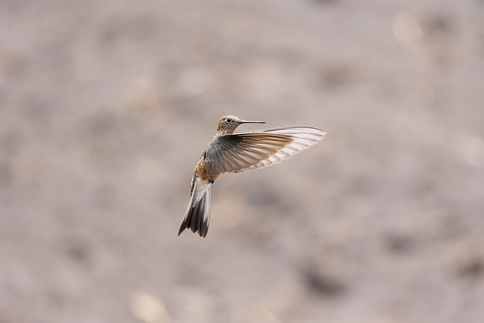 Giant hummingbird