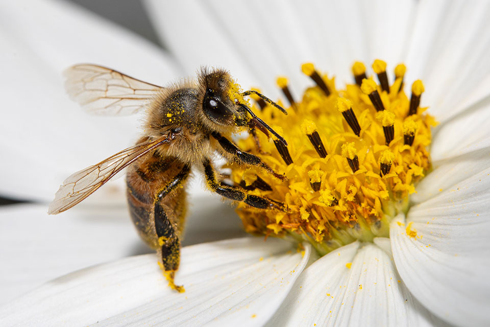Honey bee