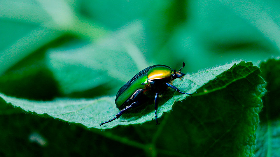 Insect