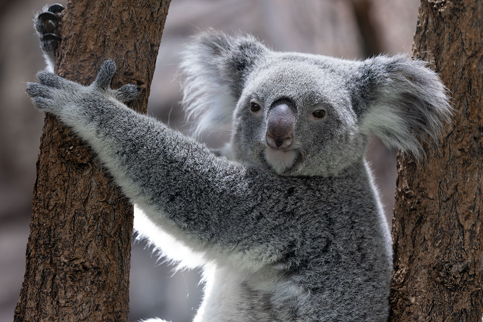 Koala
