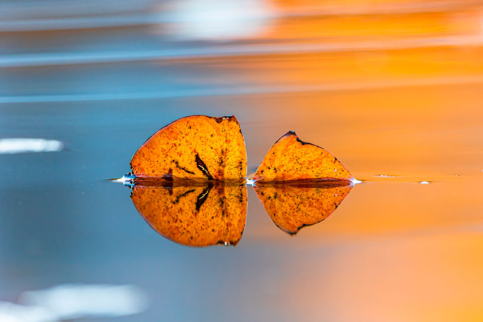 Leaf