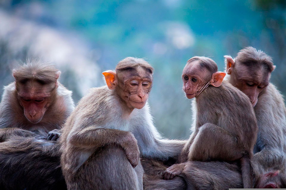 Monkey