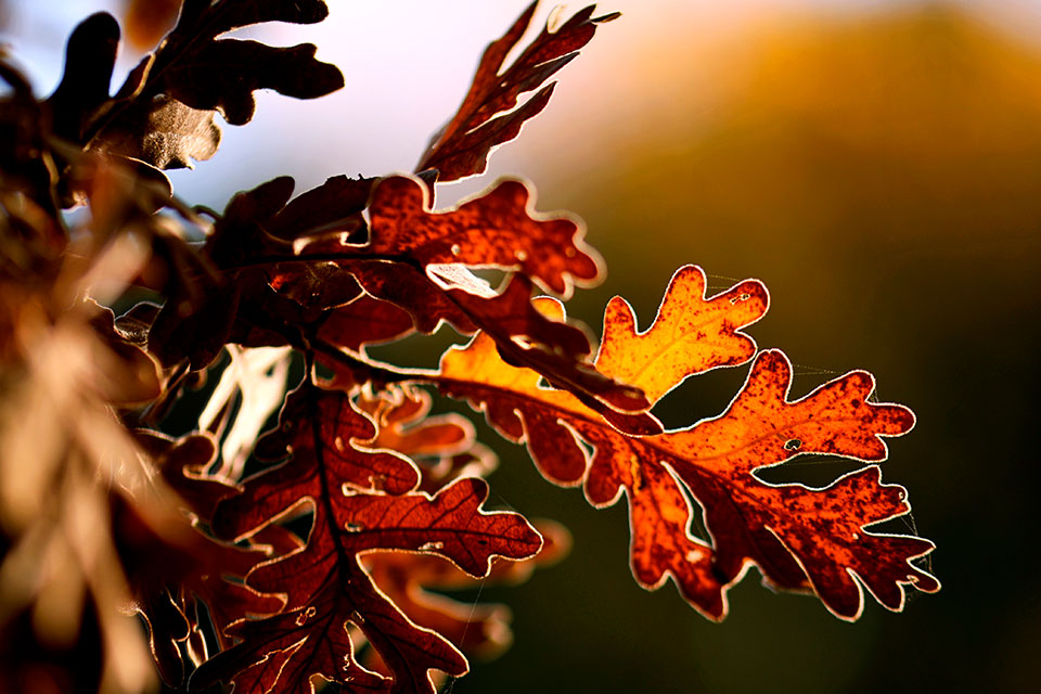 Oak