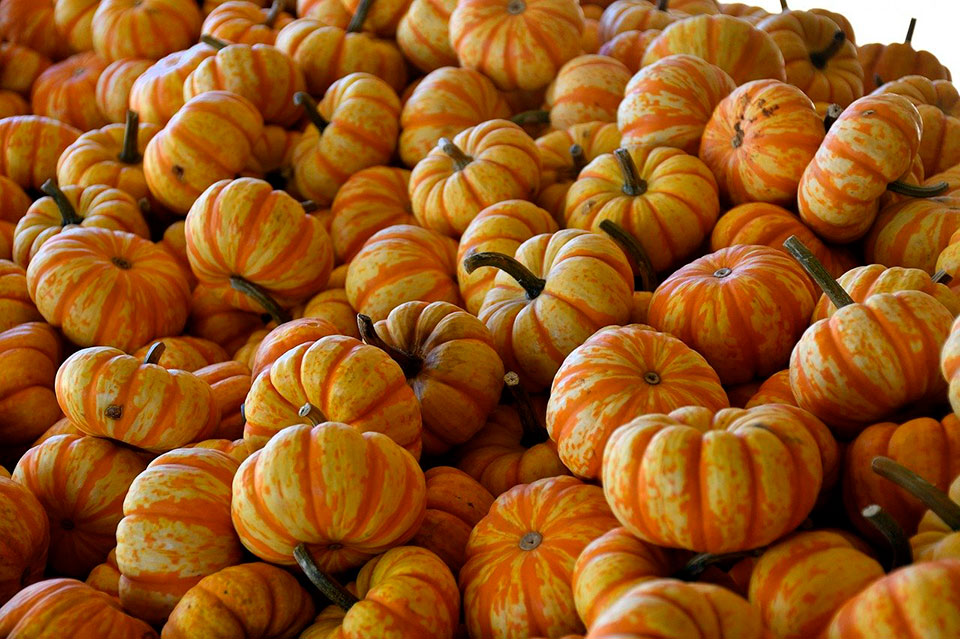 Pumpkins