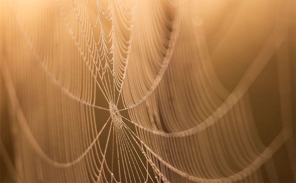 Spiderweb