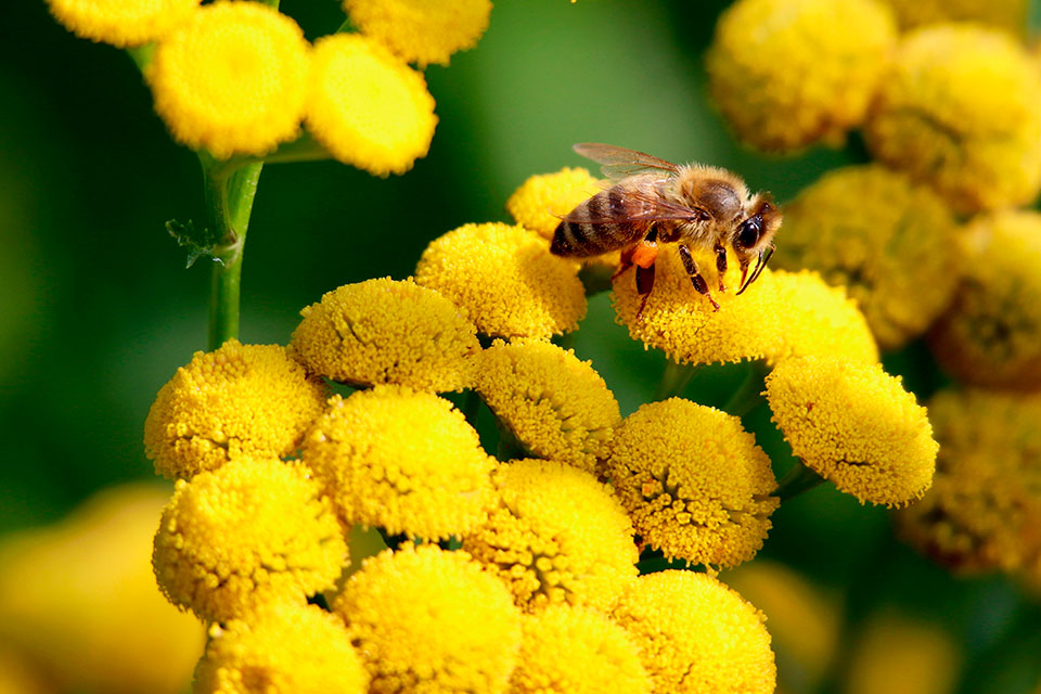 Tansy