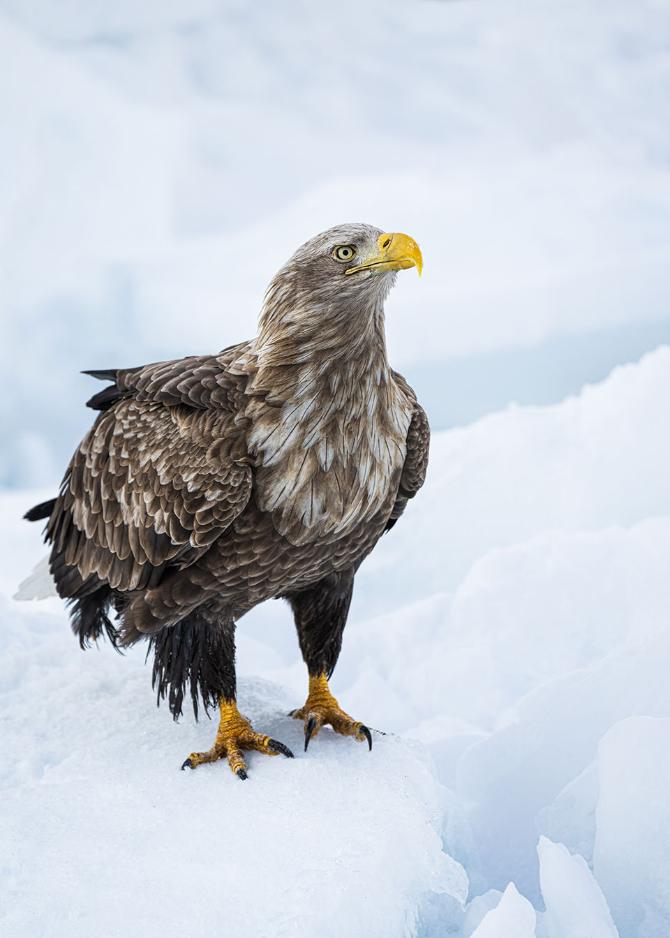 White tailed eagle